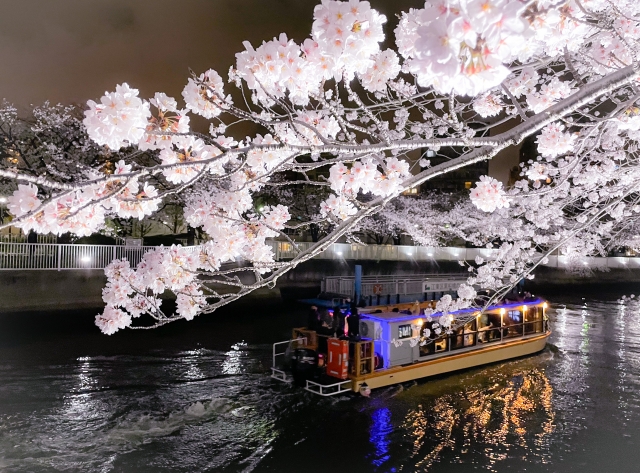 江東区の夜桜と屋形船