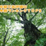 高評価でおすすめな人気の樹木葬墓地ランキング5｜東京都編